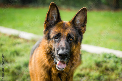 Chien Berger Allemand Animal Compagnie Buy This Stock