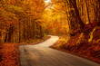 Beautiful autumn landscape with fallen dry red leaves, road through the forest and yellow trees