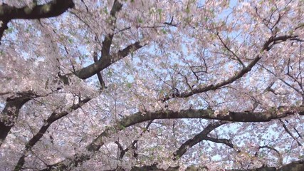 Wall Mural - Walking through cherry blossom tree flowers. P.O.V. , Point of view shot