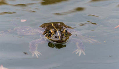frogs mating season