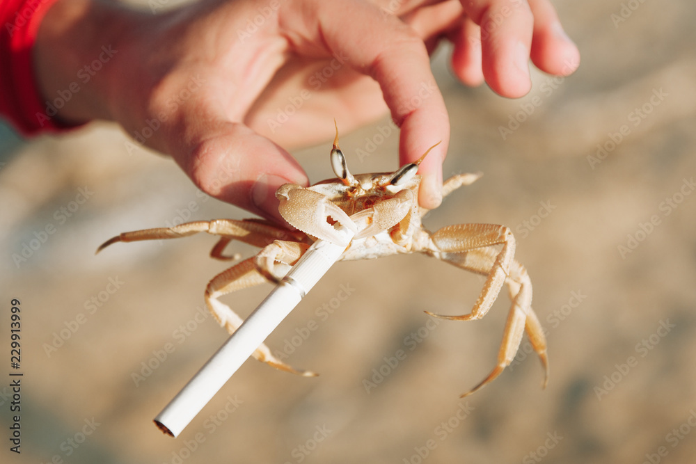 Cigarette crab in claws Stock Photo