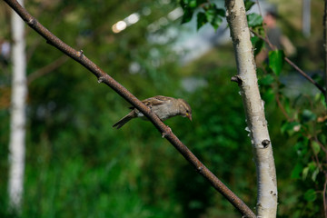 Wall Mural - Little bird over a tree branch. Zaryadye Park. Moscow, Russia