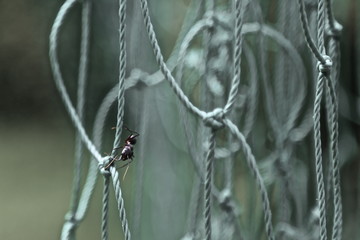 ants on a net