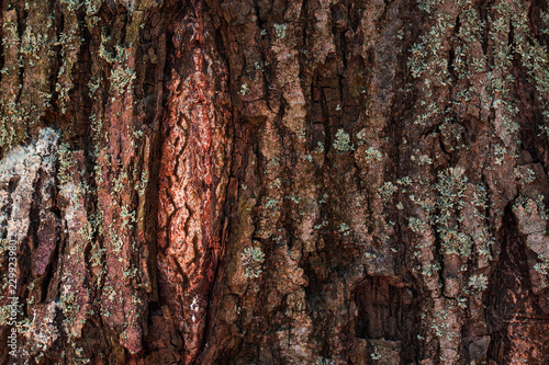 Texture Of A Tree Trunk With Natural Patterns Close Up This Texture Of A Tree Trunk With Natural Patterns Close Up