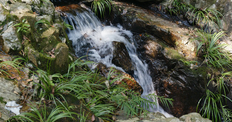 Poster - Cascade river in the forest