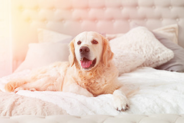 Golden retriever puppy dog in luxurious brightness classic style bedroom with king-size bed and bedside table. Pets friendly  hotel or home room. Sunny day solar bright effect.