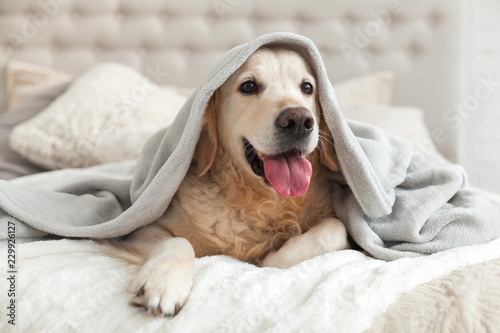 szczesliwy-usmiechniety-mlody-golden-retriever