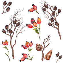 Watercolor Set With Red Rosehips, Dry Twigs And Cones. Isolated Elements For Design.