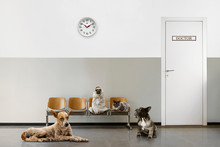 Veterinary Waiting Room With Chairs, Clock, Close Door And Group Of Sitting Animals