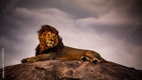 lion on a background of blue sky Tableau sur Toile