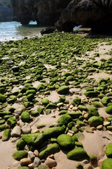 Bemooste Steine am Strand