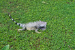 Iguane dans l'herbe