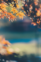 fall foliage leaves