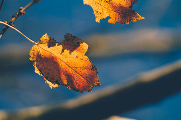 Wall Mural - Fall Foliage Leaves