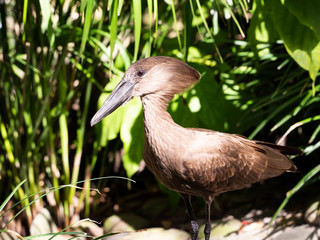 Wall Mural - Hammerkop Stork Brown Bird Green Forest