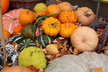 Autumn in a garden - various types of colourful pumpkins at a market