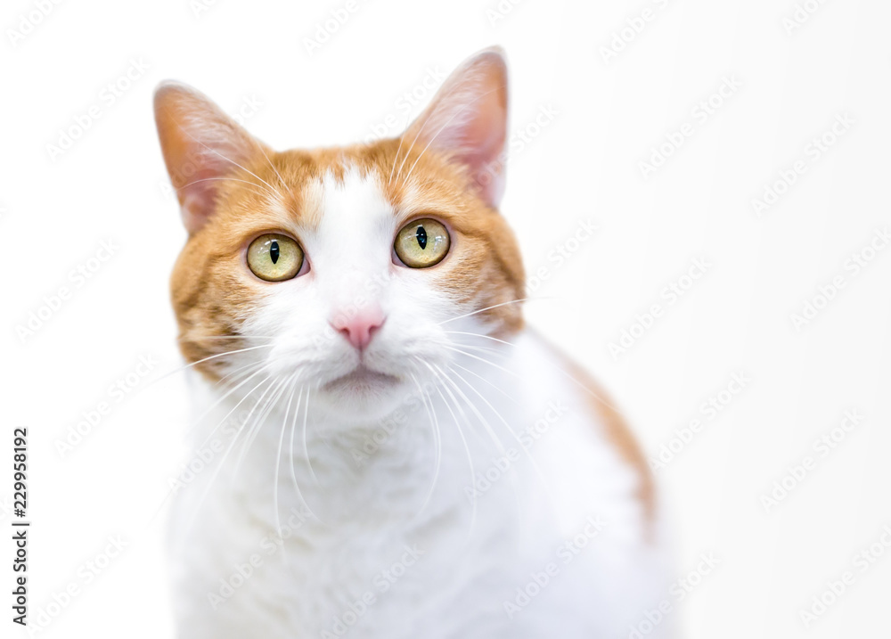 Photo Art Print A Domestic Shorthair Cat With Orange Tabby And