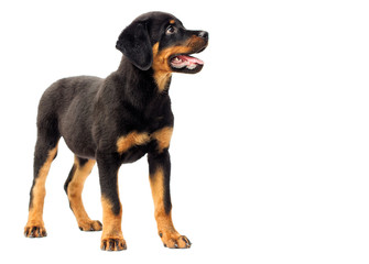Wall Mural - rottweiler puppy in full growth