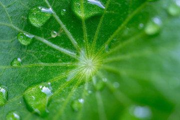 Take a close up of water drops on green leaves.