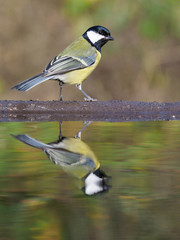 Sticker - Great tit, Parus major