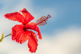 Fototapeta Storczyk - Red hibiscus flower against blue sky and clouds. Detailed. Close up.