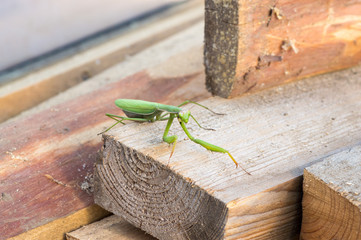 praying mantis in attack position on wooden background