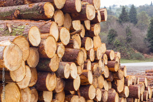 Fotografía Freshly cut tree logs in a big pile, in nature, in the Gorbea natural park, Basque country, Spain
