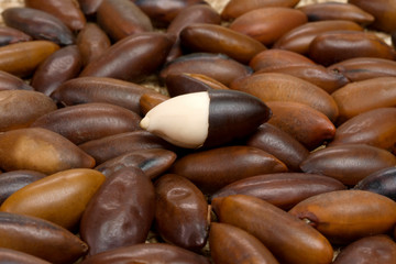 Brazilian Baru nut (castanha de baru)