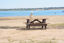 Halloween Skeleton Sitting At Picnic Bench On Beach Of Drought-stricken Lake Reservoir With Receding Water Level