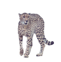 Digital Painting Of Cheetah On White Background