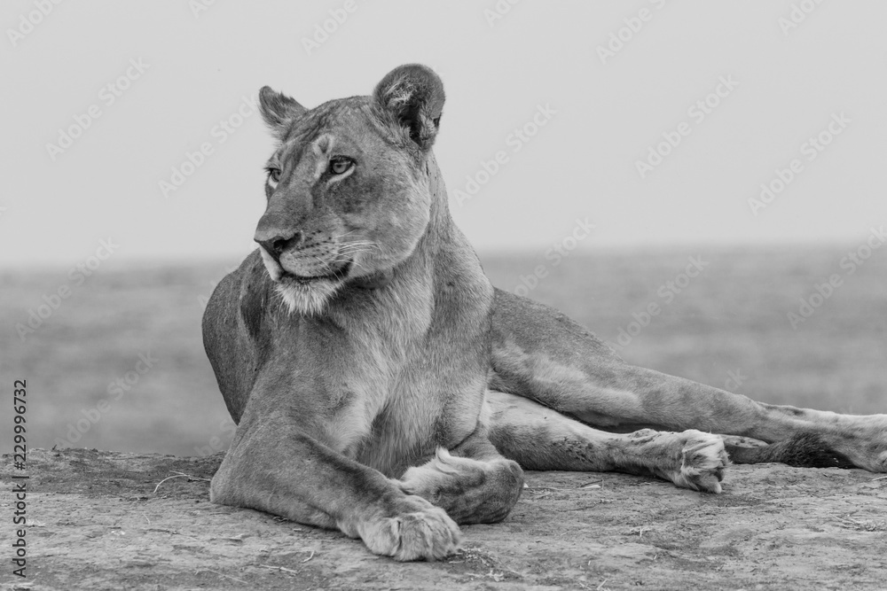 Thoughtful lioness in black and white in South Luangwa National Park, Zambia. - obrazy, fototapety, plakaty 