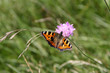 © Samuel - Mariposa de alegres colores