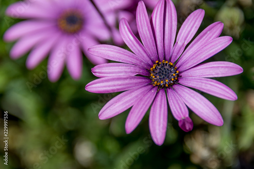 Flores De Colores Naturaleza Amarillas Naranjas Moradas Follaje Verde Mexico Buy This Stock Photo And Explore Similar Images At Adobe Stock Adobe Stock