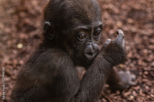 Fotografía  Gorila bebé
