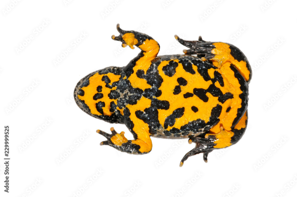Gelbbauchunke (Bombina variegata) - Yellow-bellied toad Stock Photo | Adobe  Stock