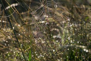 Spider web in tall grass with sparkling dew