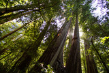 Fototapeta  - Redwood Trunks