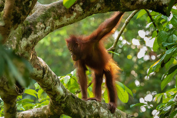 A curious juvenile Bornean Orangutan in a forest in Sabah