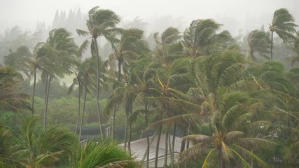 rain falls on palm trees on oahu