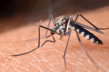 Fototapeta Lawenda - Macro of virulent mosquitoes on human skin.