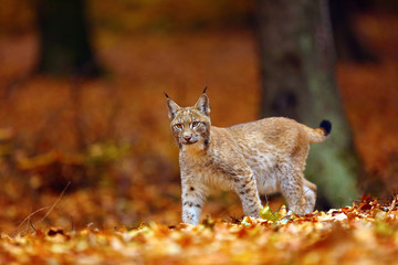 Poster - The Eurasian lynx (Lynx lynx), also known as the European lynx or Siberian lynx in autumn colors.