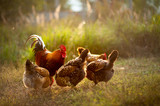 Beautiful cock and his chicken breed Kuchinskaya-anniversary lazily walking on the grass in the garden in the soft rays of sunset