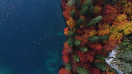 Poster - Blue water lake edge and autumn forest, top down from above.