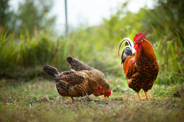 Wall Mural - Beautiful cock and his chicken breed Kuchinskaya-anniversary lazily walking on the grass in the garden in the soft rays of sunset