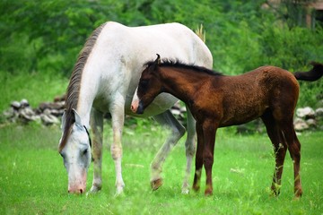 two wildlife horses