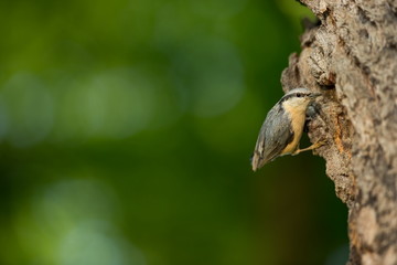 Wall Mural - Sitta europaea. He lives throughout Europe. Wild nature. Spring. Photographed in the wild.