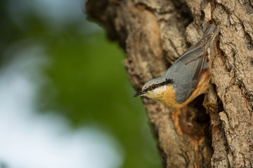 Wall Mural - Sitta europaea. He lives throughout Europe. Wild nature. Spring. Photographed in the wild.