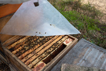 Imker Beim Kontrollieren Seiner Bienenvölker