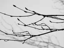 Some Branches With Drops In Winter Time
