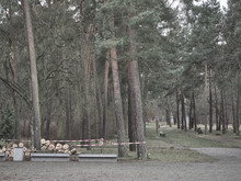 A Forest Near The Sachsenhausen Concentration Camp